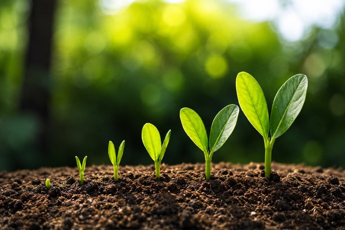 Small seedlings growing in soil